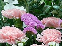 ウイングホール柏斎場の直葬