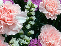 ウイングホール柏斎場の直葬