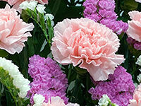 流山家族葬ホールの直葬