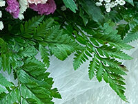 ウイングホール柏斎場の直葬