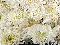 流山家族葬ホールの直葬