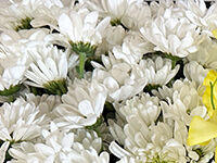 流山家族葬ホールの直葬