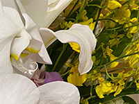 流山家族葬ホールの直葬