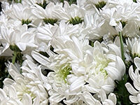 ウイングホール柏斎場の直葬