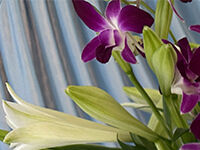 野田市斎場の直葬