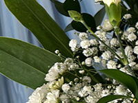 ウイングホール柏斎場の直葬