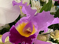 ウイングホール柏斎場の直葬