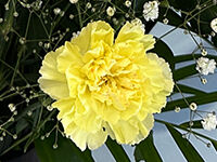 ウイングホール柏斎場の直葬