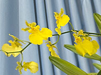 馬込斎場の直葬