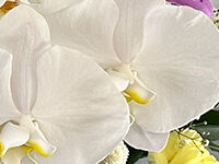 ウイングホール柏斎場の直葬