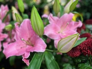 直葬・プレミアム花プラン