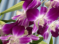 松戸市斎場の直葬