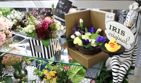 プラザアイリス 