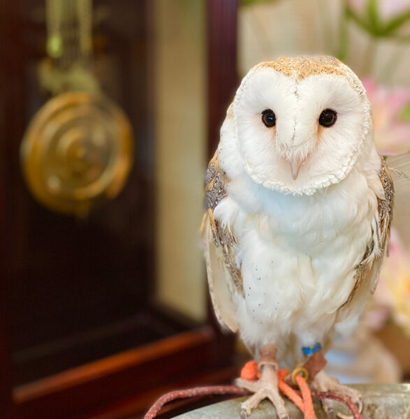 メンフクロウのハート