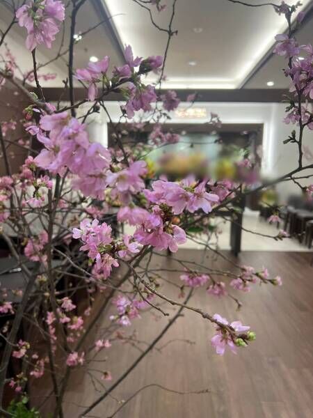 桜