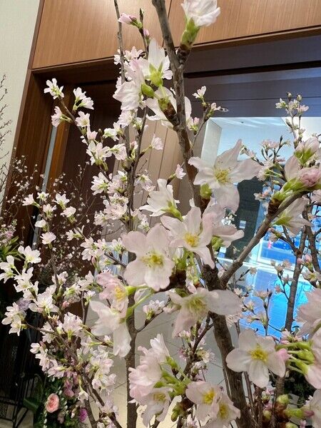 桜