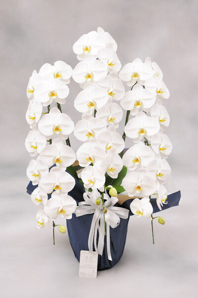 【供花（胡蝶蘭）】