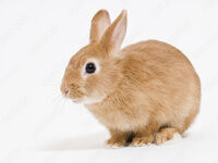 セレモニースタッフ