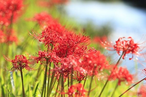 JA（農協）の葬儀とは？費用や流れについて解説