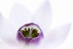 創価学会の葬式である友人葬とは？香典やマナーなども紹介します