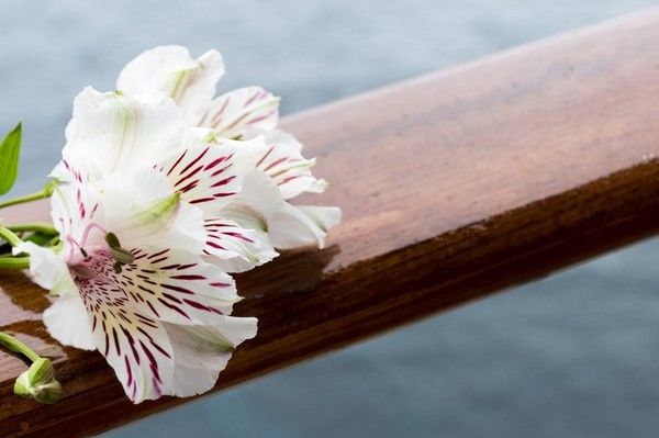 散骨とは？流れや注意点を解説