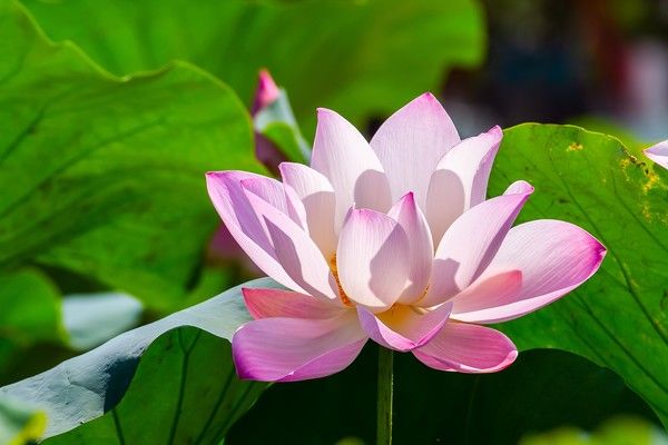 無宗教の葬儀 やり方からマナーまで解説