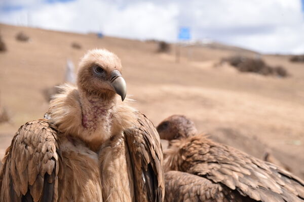 鳥葬が行われる国と宗教・日本でもできる？